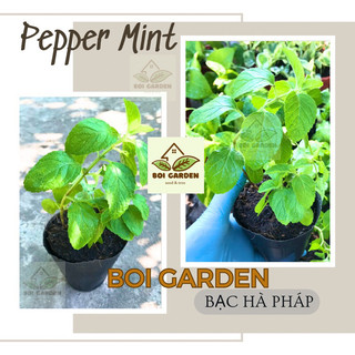 Cây giống Bạc Hà Pháp / Pepper Mint