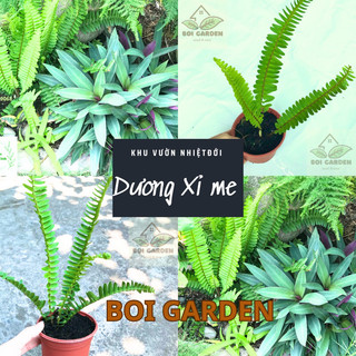 Chậu cây dương xỉ me như hình