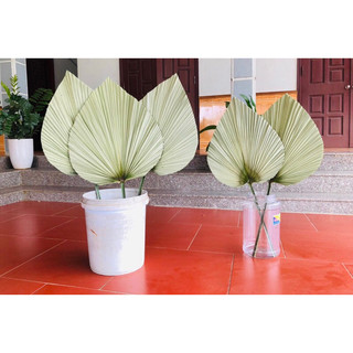 Lá cọ khô tự nhiên trang trí, decor nhà cửa, tiệc cưới, chụp hình
