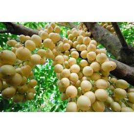 CÂY GIỐNG DÂU DA XANH ( CAO 60-70CM)