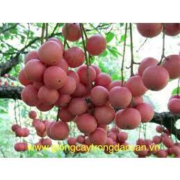 CÂY GIỐNG DÂU DA XANH ( CAO 60-70CM)