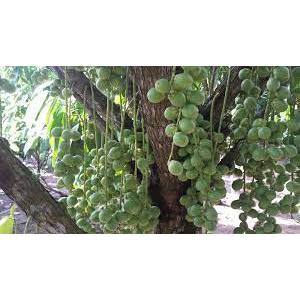CÂY GIỐNG DÂU DA XANH ( CAO 60-70CM)