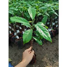 CÂY GIỐNG DÂU DA XANH ( CAO 60-70CM)
