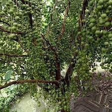 CÂY GIỐNG DÂU DA XANH ( CAO 60-70CM)