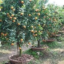GIỐNG CÂY QUÝT  THÁI NGỌT