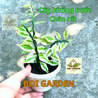 Cây hồng tước san hô / cây chân rết