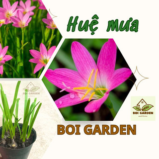 Chậu 5 cây hoa Huệ Mưa màu hồng