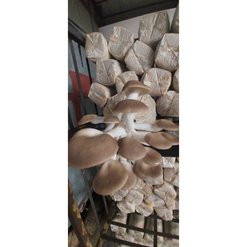 Combo 6 Phôi nấm bào ngư xám