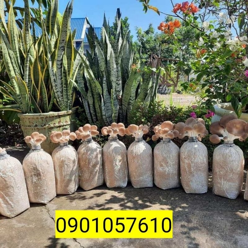 Combo 6 Phôi nấm bào ngư xám