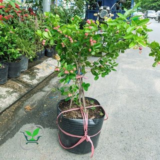 CÂY GIỐNG SI RÔ SIÊU TRÁI