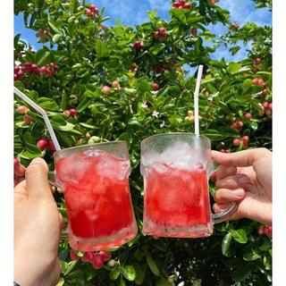 CÂY GIỐNG SI RÔ SIÊU TRÁI