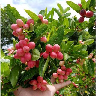 CÂY GIỐNG SI RÔ SIÊU TRÁI