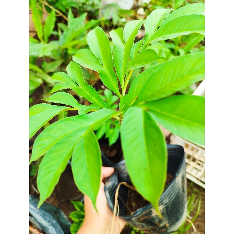 chậu củ cây nưa giống ( loại thân to khổng lồ)