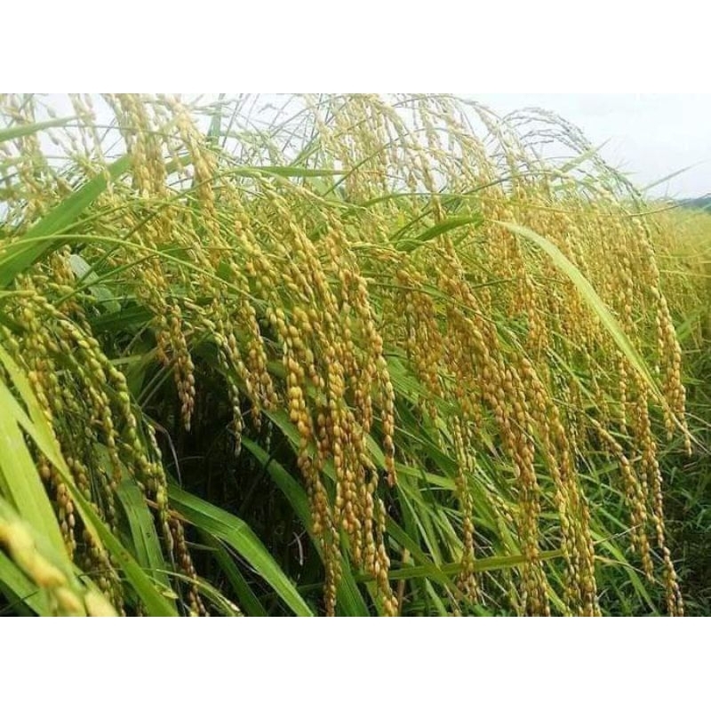 gửi ABcdef