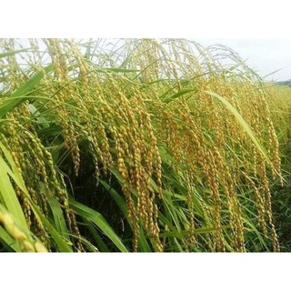 Gửi ABcdef