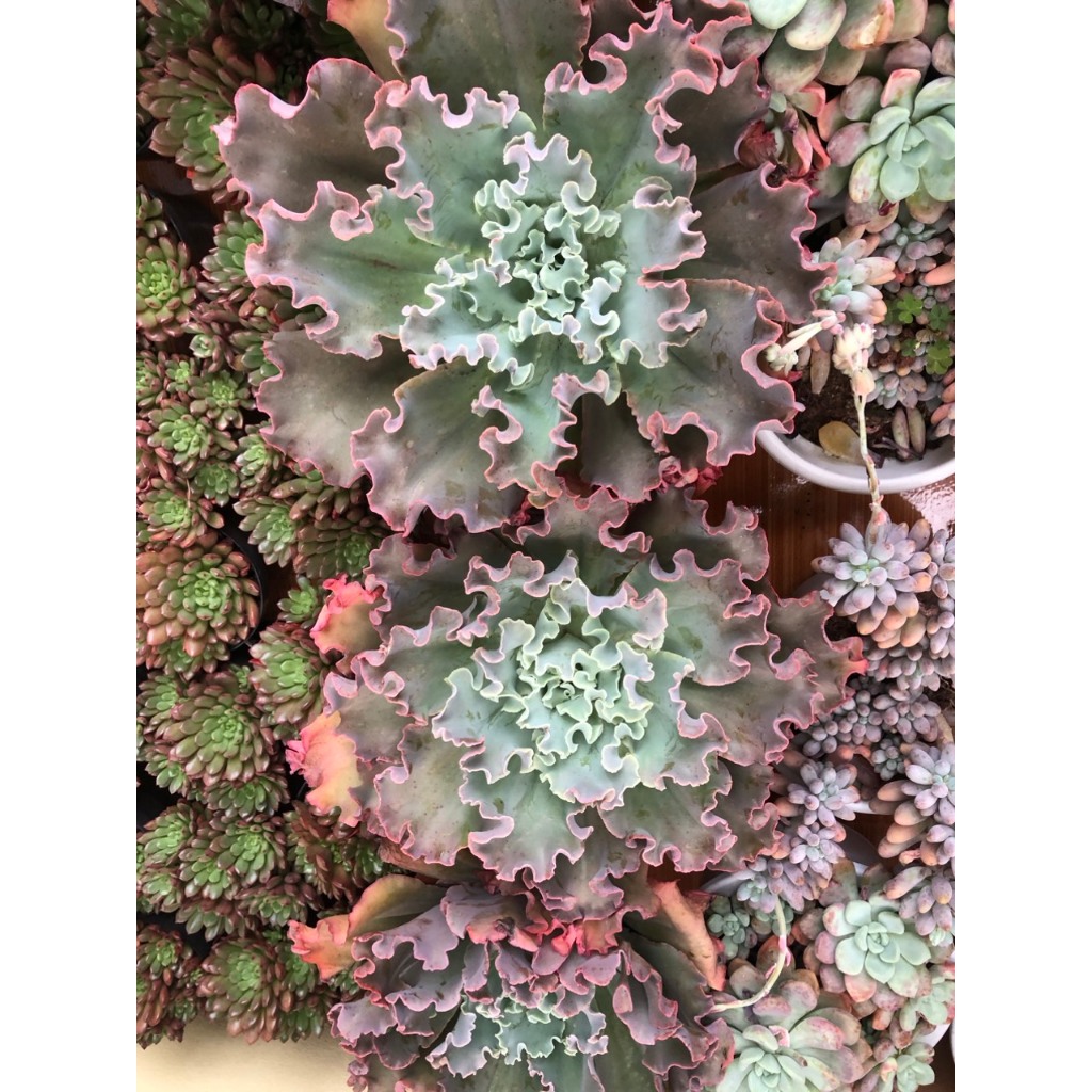 Sen đá bắp cải 25 cm