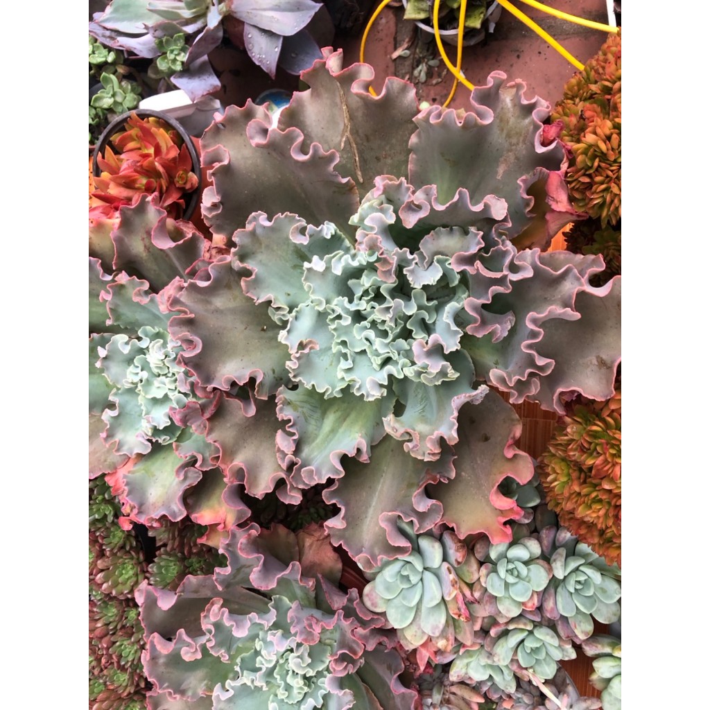 Sen đá bắp cải 25 cm