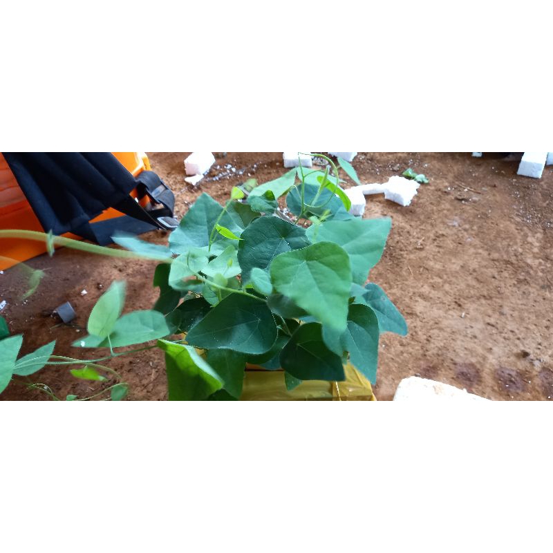 10 cây sương sâm lông
