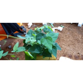 10 cây sương sâm lông 89k