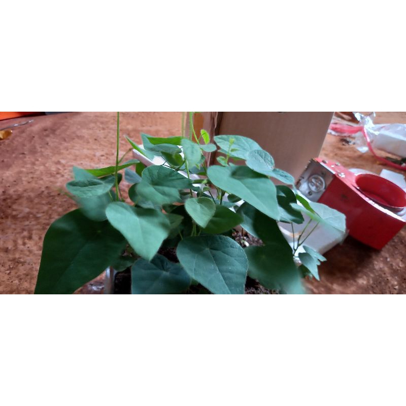 10 cây sương sâm lông