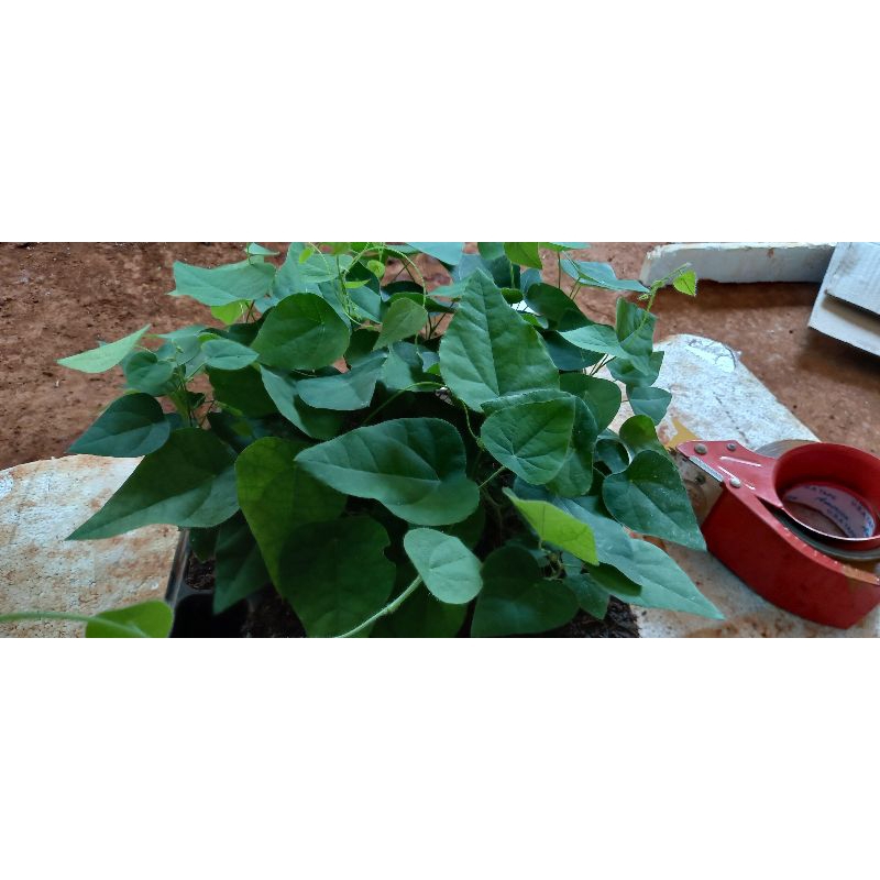 10 cây sương sâm lông