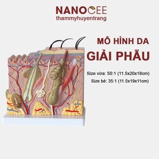 Mô Hình Giải Phẫu Da - Mô Phỏng Cấu Tạo Da - Dùng Trong Spa, Y Tế