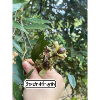 cây dẻ ăn trái (cây giống nguyên bản)