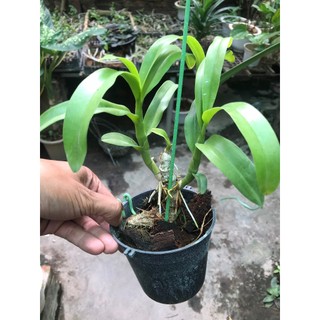 hoa lan trầm tím thuần chậu