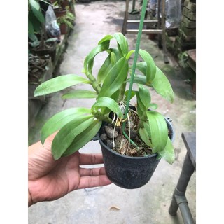 hoa lan trầm tím thuần chậu