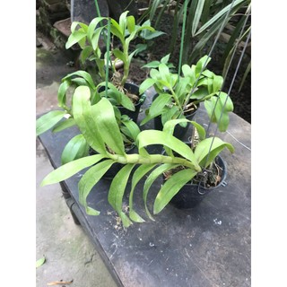hoa lan trầm tím thuần chậu