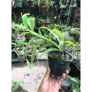 hoa lan trầm tím thuần chậu
