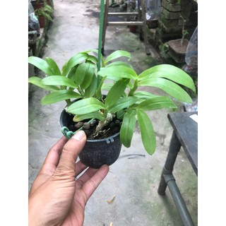 hoa lan trầm tím thuần chậu