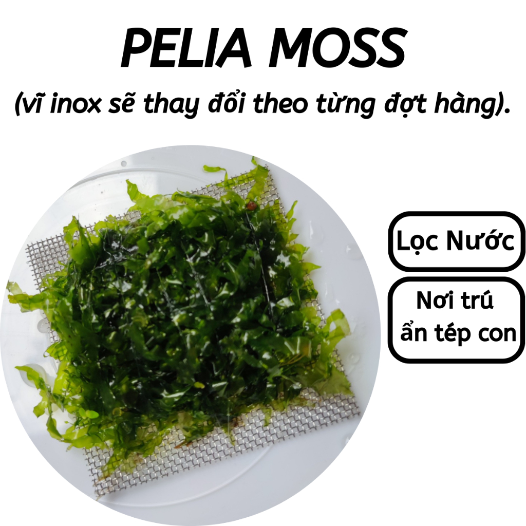 Vĩ 10x10cm Rêu Thuỷ Sinh Pelia Moss - Nơi trú ẩn lý tưởng cho tép con - ĐẸP - ĐỘC - DỄ CHĂM | Hingaostore.