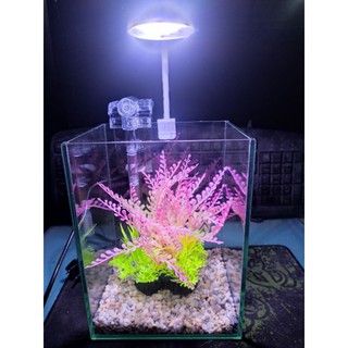 bể cá mini để bàn. bể betta 15.12 cao 20 lính việt nhật