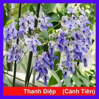 Cây Thanh Điệp cây cảnh đẹp sân vườn có màu sắc thanh tao đem lại may mắn