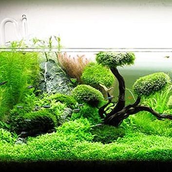 Cốt nền thủy sinh siêu dưỡng bổ sung FE+