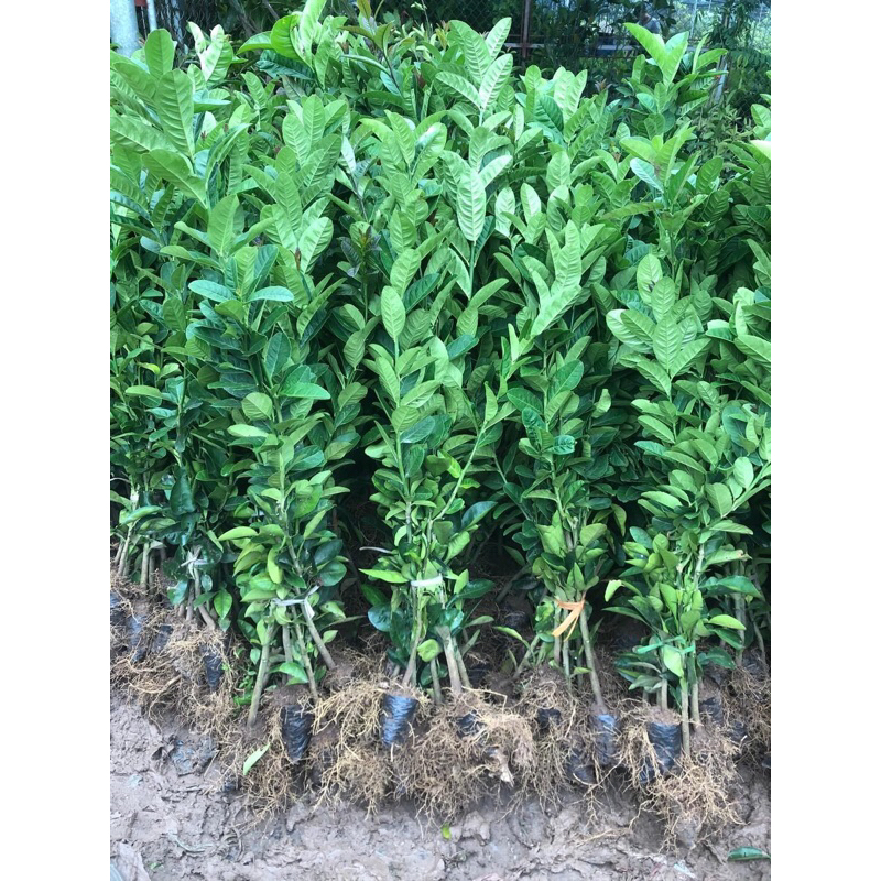 CÂY GIỐNG CHANH VÀNG MỸ