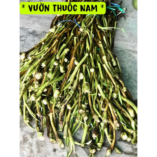 Combo 2kg ngó môn không ngứa ngó môn ngọt tươi 2kg ngó môn thái