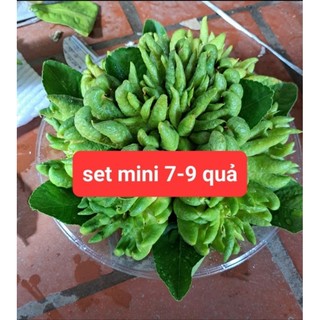 quả phật thủ (Hàng đặt mới cắt,)