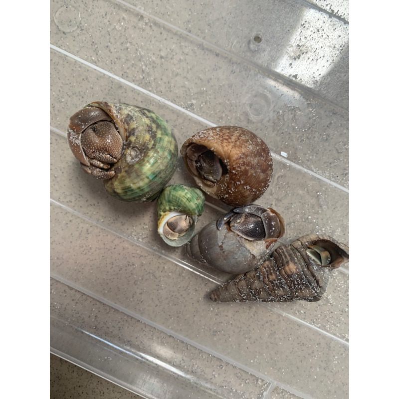 Combo 5 bé tặng 2 bé rugosus 🥳