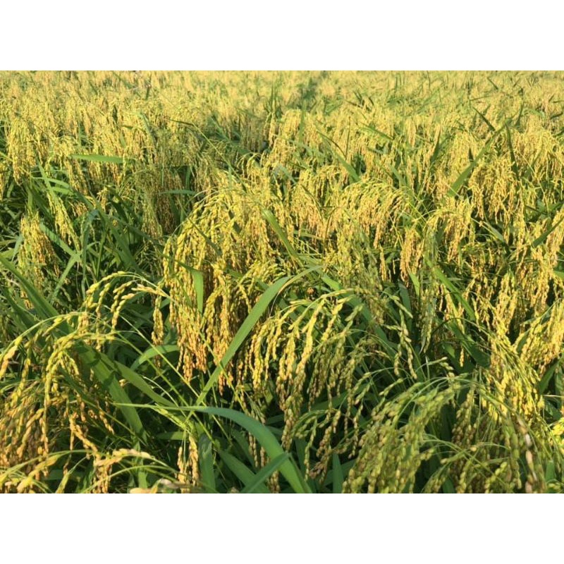 Hạt giống lúa nếp nương túi 100g