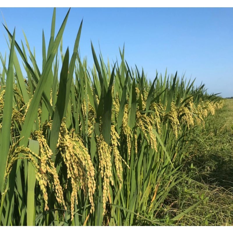 Hạt giống lúa nếp nương túi 100g