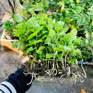 1kg diếp cá có rễ để trồng