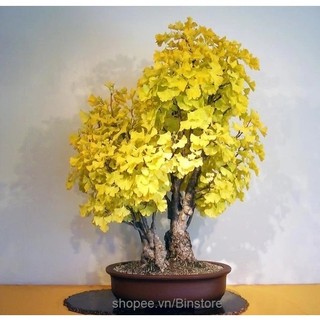 Cây ngân hạnh gốc bonsai lớn tuyệt đẹp