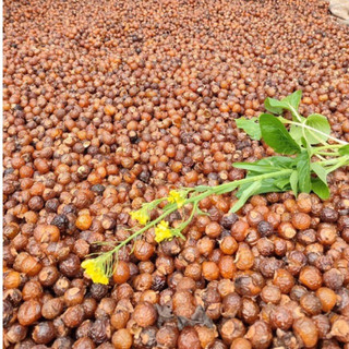 Bồ hòn tách hạt 1kg (loại nhiều mật)