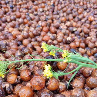 Bồ hòn tách hạt 1kg (loại nhiều mật)