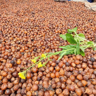 Bồ hòn tách hạt 500g (loại nhiều mật)