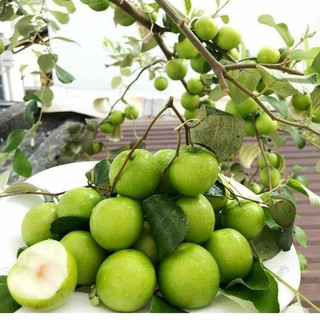 Cây Táo thái ( cây ghép )