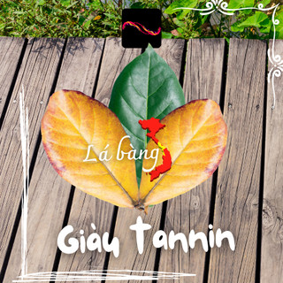 Lá_bàng_khô (5 lá) - Giá rẽ - Hàng chất lượng - Có quanh năm - Số lượng lớn - Có bán nước ngoài Betta And Love Shop