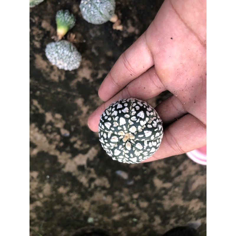 Xương rồng aster V